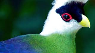 turacos bird documentary [upl. by Jilleen]