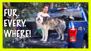 How To Groom A Husky At Home AIIYME 3200W DOG DRYER [upl. by Dey]