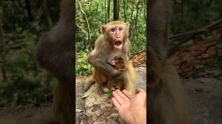 Monkey Mom ♥️ cute monkey shorts video viralvideo animals [upl. by Sophronia322]