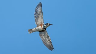 Belted Kingfisher Flyby Sony A1Sony Alpha1 4k [upl. by Wordoow]