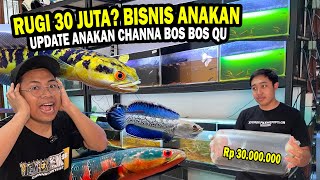 RUGI 30 JUTA UPDATE BABY CHANNA PALING CUAN UNTUK JUALAN DI SHOOPE [upl. by Nawat]