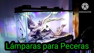 fraude en peceras no las compres antes de ver este vídeo  Cuánto cuesta una pecera [upl. by Puna950]