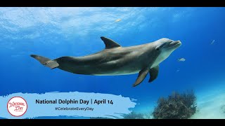 National Dolphin Day  April 14 [upl. by Nelad158]