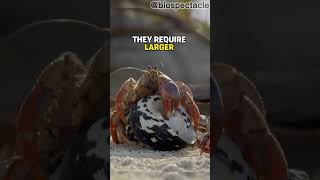 Why Hermit Crabs Use Trash As Shells 🐚 animalfacts animals animalshorts [upl. by Reinar]