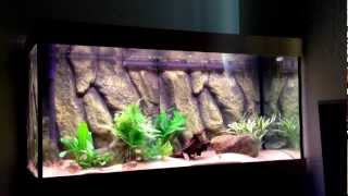 A basic guide to keeping Red Bellied Piranha Pt 1 tank se [upl. by Kalli]