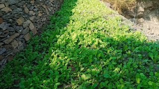 हमारे खेत मैं लगी ढेर सारी हरी सब्जियां 🌱gardening garden farming agriculture farming [upl. by Miriam]