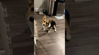 Corgis ALWAYS be hungry corgipuppy corgilife corgilove puppy cutedog [upl. by Noloc]