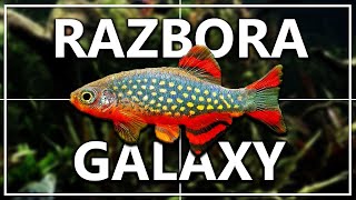 RAZBORA GALAXY  AQUAFISHES [upl. by Friedrich]