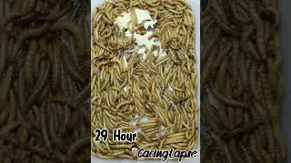 WORMS VS BISKUIT timelapse worms cacing wormszone fyp viralshorts satisfying [upl. by Ayihsa]