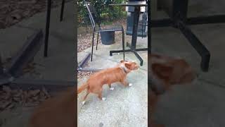 Doggie daycare 🐕🐩🐕‍🦺🐾 breakingnews doggie dogs k9 shortvideo shorts short canine [upl. by Aikcin634]