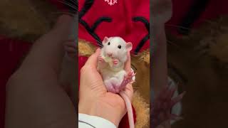 Cute pet rat eating food 🐭 shorts rats dumborat [upl. by Kered]