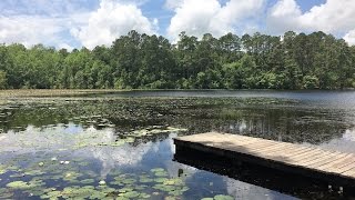 Gordonia Alatamaha State Park [upl. by Assillem946]