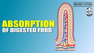 Absorption of Digested Food [upl. by Jobey]