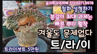 철화는 키우는 사람이 만들어가며 키울 수 있어서 매력 만점 철화도 예쁘게 키우는 트라이로 분갈이해요 윤지희사주까페 01062718978 [upl. by Navad]