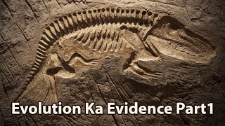 Evolution Ka Evidence Part 1 [upl. by Qerat]