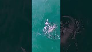 Hammerhead attacks fish off Jupiter Florida coastline shorts florida [upl. by Yennep]