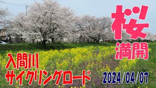 4K 入間川サイクリングロード 桜満開です。2024年4月7日撮影 トレック ドマーネで走りました。 [upl. by Annij508]