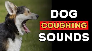 Why is Your Dog Coughing  Kennel Cough Heart Disease Bronchitis Tracheal Collapse [upl. by Akihsal]