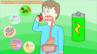 El sistema digestivo para niños Video del aparato digestivo y sus partes De PequesAprendenJugando [upl. by Esalb357]