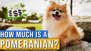 How Much Does A Pomeranian Cost  Pomeranian Dog Price And Facts  How Much Money Is A Pomeranian [upl. by Levona663]