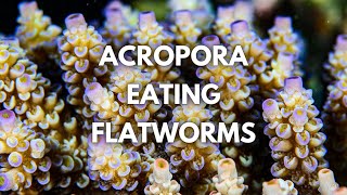 Managing ACRO EATING FLATWORMS with Cris Capp [upl. by Orth]