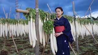 Harvesting and processing Japanese radish [upl. by Wareing]