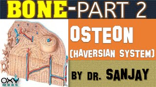 BONE PART 2  OSTEON HAVERSIAN SYSTEM [upl. by Friederike]