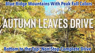 I drove the Blue Ridge Parkway at Peak Leaf Season This is what I saw [upl. by Ycat]