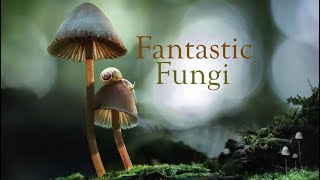 Fantastic Fungi 2019 Official Trailer [upl. by Hnah635]