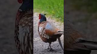 Wild Pheasant Sprints to Take On Me [upl. by Elman972]