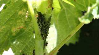 Fourmis  L élevage des pucerons [upl. by Karb]