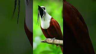 Threewattled bellbird attracts mates with fleshy wattles and remarkable vocals birds shorts [upl. by Martie]