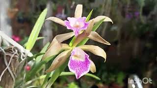 Brassavola tuberculata quotGeneral Osórioquot x Cattleya tigrina coerulea 🌸🌸 [upl. by Alla]