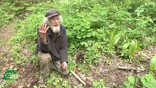 Secrets To Wild BLOODROOT Perennial Herbaceous Sanguinaria Canadensis [upl. by Pomcroy]