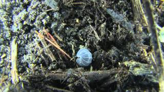 Identify Yourself Cool Facts About Woodlice [upl. by Redienhcs]