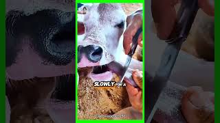 Saving a STARVING Calf with a Shocking Tongue Treatment [upl. by Ennael434]