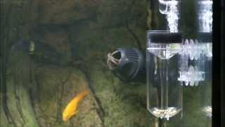 Breeding Tropheus Eggs with ZET65 amp ZET80 Ziss Aqua Fish Egg Incubator Tumblers [upl. by Magas]