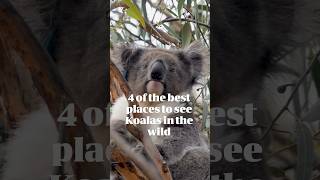 4 Of The Best Places To See Koalas In The Wild  Australian Wildlife Journeys [upl. by Cornish]