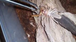 Solifugae  camel spiders 1 2 amp 3 feeding video [upl. by Etnaled]