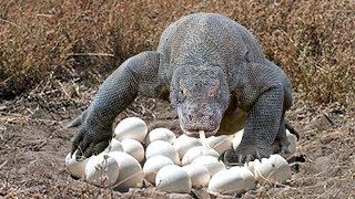 Komodo dragon laying eggs in cave in komodo island indonesia [upl. by Ahsirt]