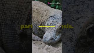 Self Cloning Komodo Dragons Natures Wild Secret shorts dragon nature wildlifefacts komodo [upl. by Lemmor202]