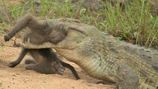 Unlucky Monkey Attacked by Crocodile while Drinking Water [upl. by Noll]