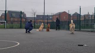 Turkish Shepherds Zeus The Malakli and Hamada German Shepherd Chase Ball [upl. by Akina]