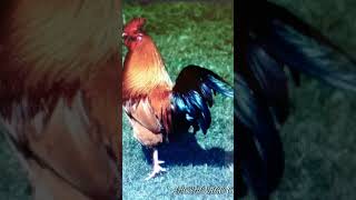 🐓 ROOSTERS SOUND THIS CONNECTION WITH WITH OGOU FERAY ENERGY VIBRATION 📳 VOODOO HOODOO SPIRITUAL [upl. by Drofiar]