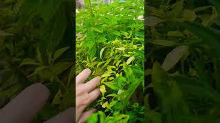 Tulsi plant care tips my beautiful happy green terrace garden my Happiness happy gardening 🍀🌿😊😊❤️💚🌈🌈 [upl. by Nylirek616]