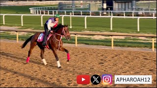 2024 Kentucky Derby 150 Training 41424 Japans Forever Young Hits the Track for First Time [upl. by Itsur]