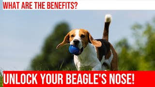 Nose Work Training Games for Beagles Interactive Fun [upl. by Ailey]