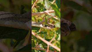 Snake in persian garden in a desert village  مار در یک باغ ایرانی در روستای کویری [upl. by Abram715]