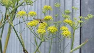 Paper Wasp Polistes chinensis on Fennel フタモンアシナガバチ♀がウイキョウに訪花吸蜜 [upl. by Aretahs]