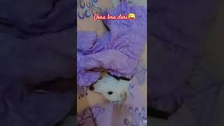 Dora bna dori😍 love oldsong doglover love song bollywood new trend music trending funny [upl. by Estrin18]